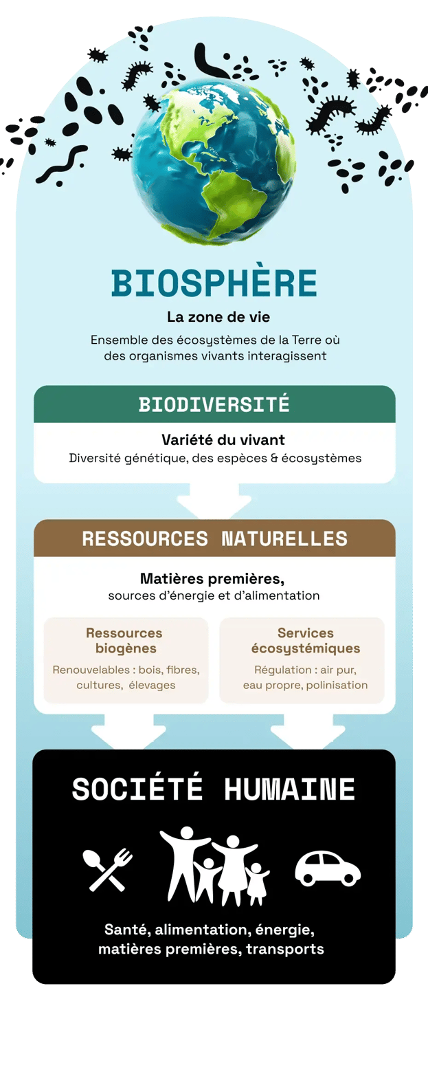 L’interdépendance du vivant